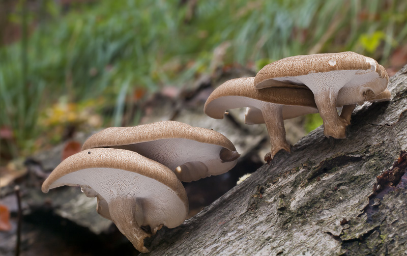 Polyporus brumalis